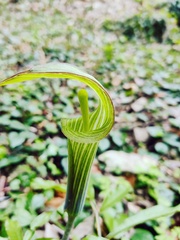 Arisaema japonicum