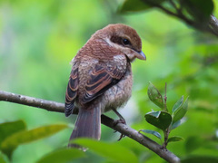 Lanius bucephalus