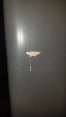 Idaea eremiata
