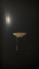 Idaea eremiata
