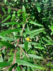 Persoonia mollis