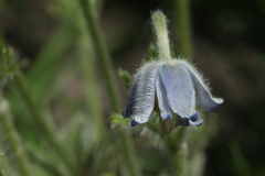 Pulsatilla violacea