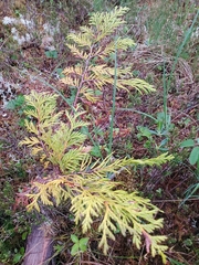 Cupressus nootkatensis