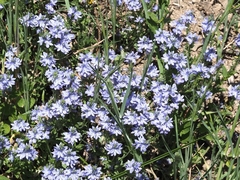Veronica satureiifolia