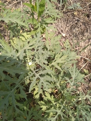 Parthenium hysterophorus