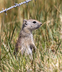 Urocitellus beldingi