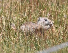 Urocitellus beldingi