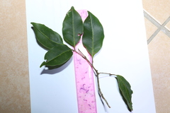 Mischocarpus anodontus