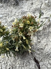 Ipomopsis spicata spicata