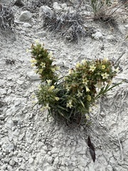 Ipomopsis spicata spicata