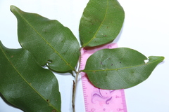 Mischocarpus anodontus