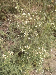Parthenium hysterophorus