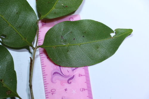Image of Mischocarpus anodontus by (c) Greg Tasney, some rights reserved (CC BY-SA)