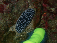 Phyllidiopsis krempfi