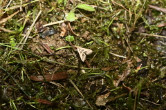 Diasemia accalis