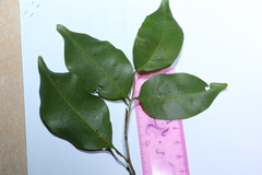 Mischocarpus anodontus