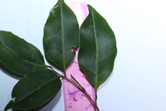 Mischocarpus anodontus