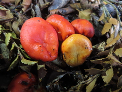 Leratiomyces erythrocephalus