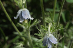 Pulsatilla violacea