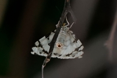 Nyctemera adversata