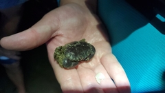 Danielethus crenulatus