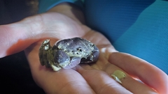 Danielethus crenulatus