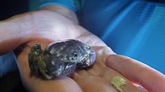 Danielethus crenulatus