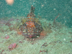 Sebastiscus marmoratus