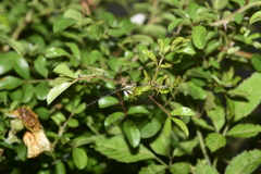Platycnemis phyllopoda
