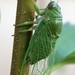 Cotton-green Cicada - Photo (c) Robert L Sanders, some rights reserved (CC BY-NC), uploaded by Robert L Sanders