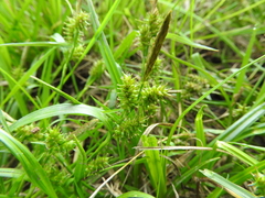 Carex flava