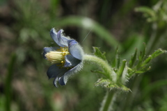 Pulsatilla violacea