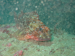 Sebastiscus marmoratus