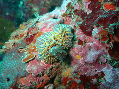 Halgerda willeyi