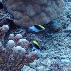 Chrysiptera rollandi