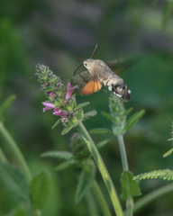 Macroglossum stellatarum