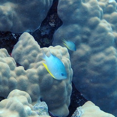 Amblyglyphidodon orbicularis