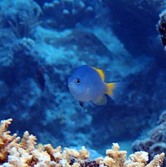 Pomacentrus lepidogenys