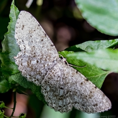 Catoria sublavaria