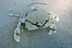 Matuta