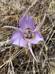 Calochortus macrocarpus macrocarpus