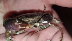 Danielethus crenulatus