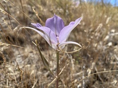 Calochortus macrocarpus macrocarpus