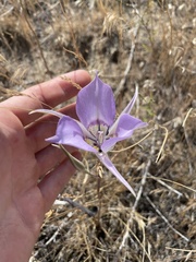 Calochortus macrocarpus macrocarpus