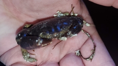 Danielethus crenulatus