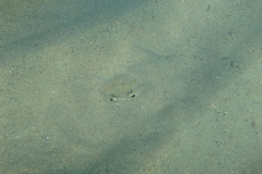 Matuta