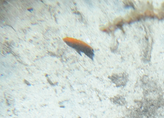 Pomacentrus chrysurus