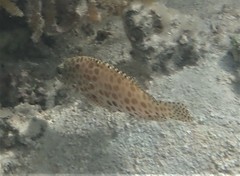 Epinephelus merra