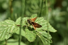 Ochlodes sylvanus