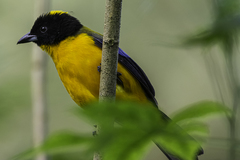 Anisognathus notabilis